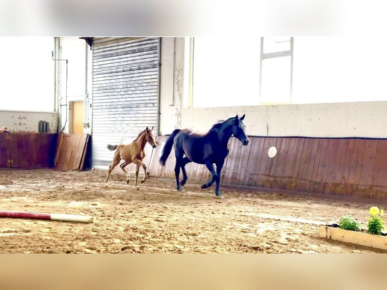 Oldenburg Stallone Puledri (05/2025) 170 cm Baio scuro in Rosdorf