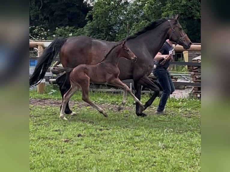 Oldenburg Stallone  170 cm Baio scuro in Werlte
