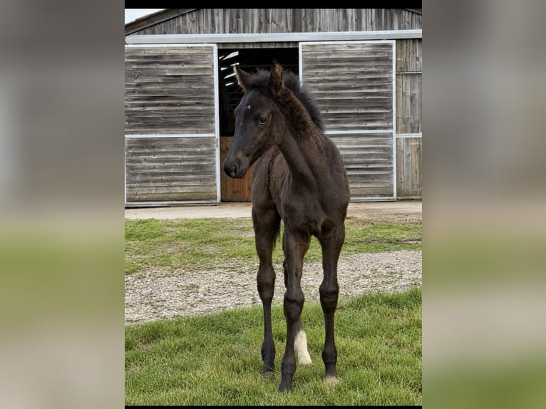 Oldenburg Stallone Puledri (05/2026) 170 cm Morello in Champsac