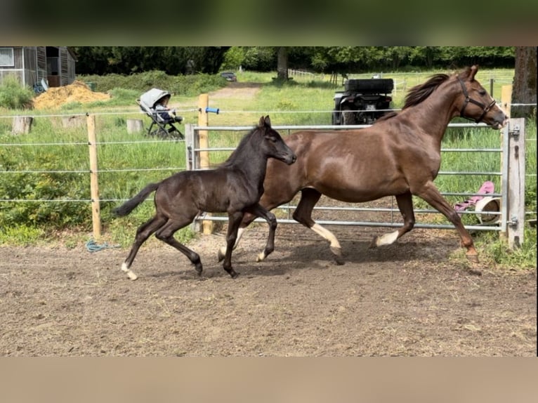 Oldenburg Stallone Puledri (05/2026) 170 cm Morello in Champsac