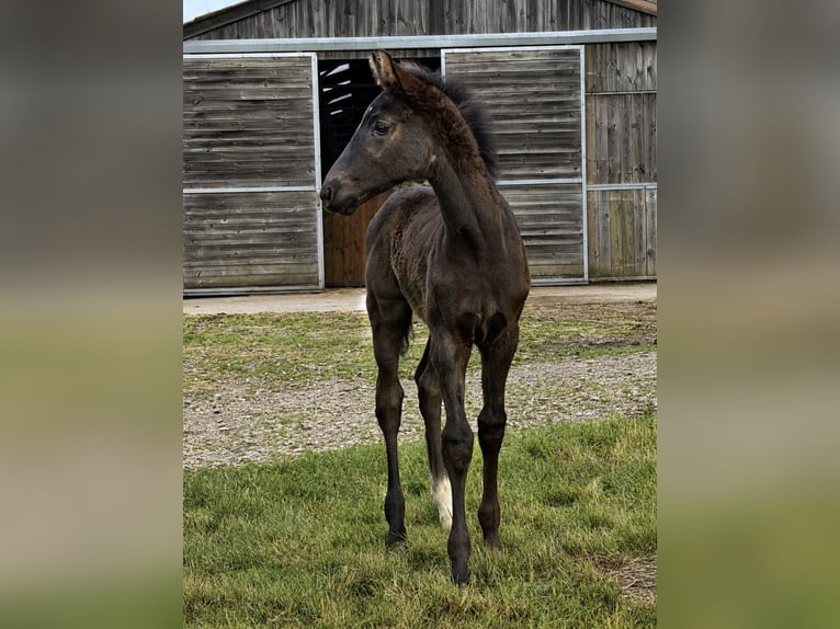 Oldenburg Stallone Puledri (05/2026) 170 cm Morello in Champsac