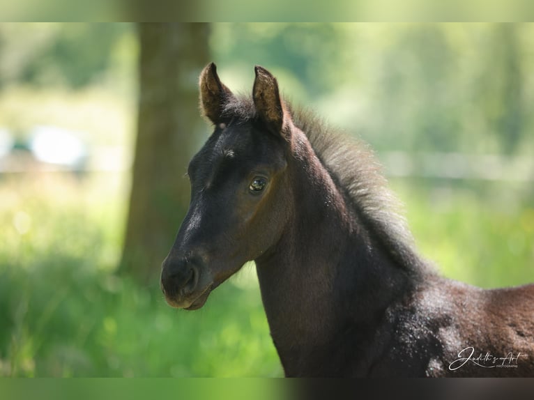 Oldenburg Stallone Puledri (05/2026) 170 cm Morello in Champsac