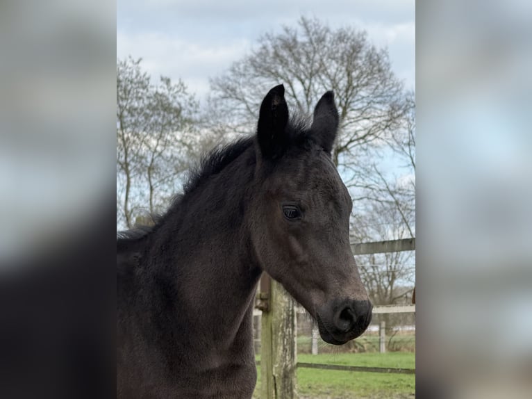 Oldenburg Stallone Puledri (02/2026) 170 cm Morello in Cloppenburg