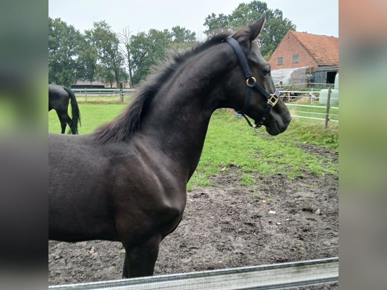 Oldenburg Stallone Puledri (04/2026) 170 cm Morello in Hörstel