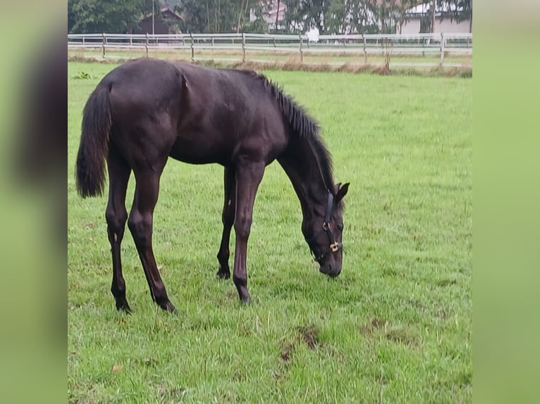 Oldenburg Stallone Puledri (04/2026) 170 cm Morello in Hörstel