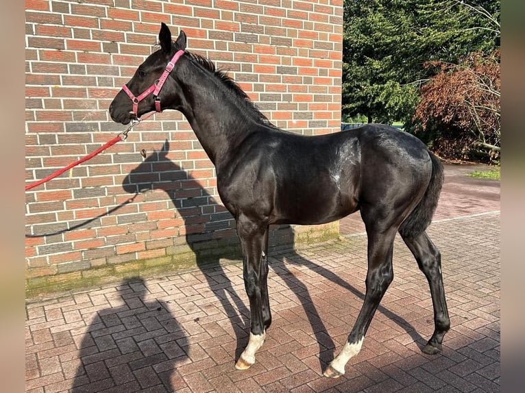 Oldenburg Stallone Puledri (04/2026) 170 cm Morello in Saterland
