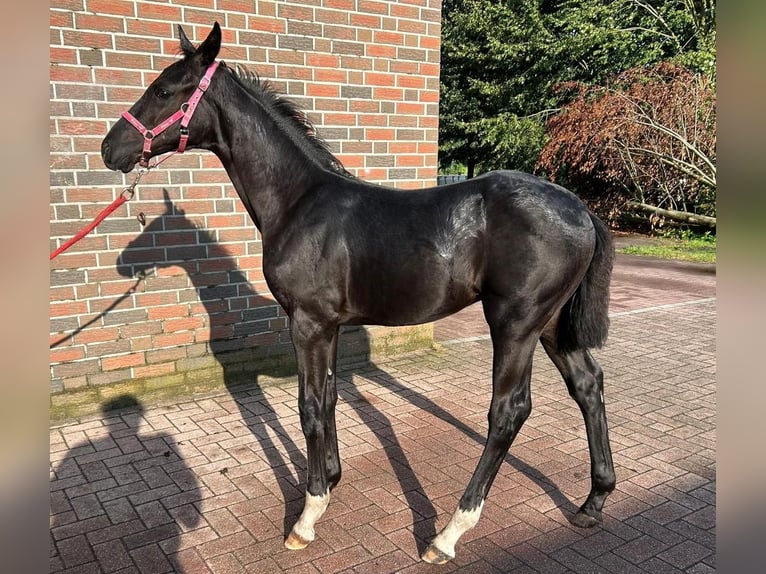 Oldenburg Stallone Puledri (04/2026) 170 cm Morello in Saterland