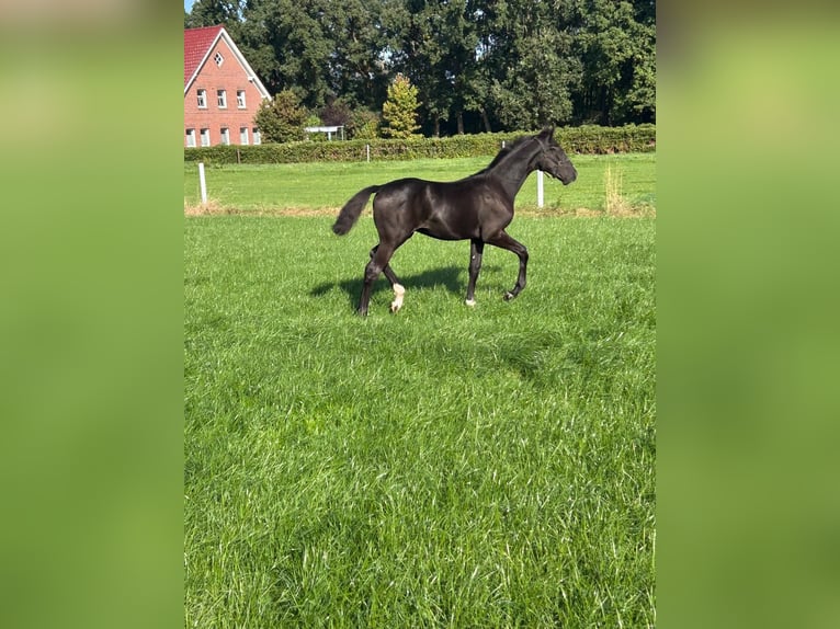 Oldenburg Stallone Puledri (04/2026) 170 cm Morello in Saterland
