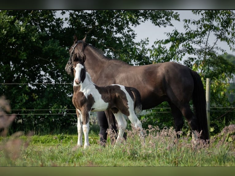 Oldenburg Stallone Puledri
 (05/2024) 170 cm Pezzato in Brake