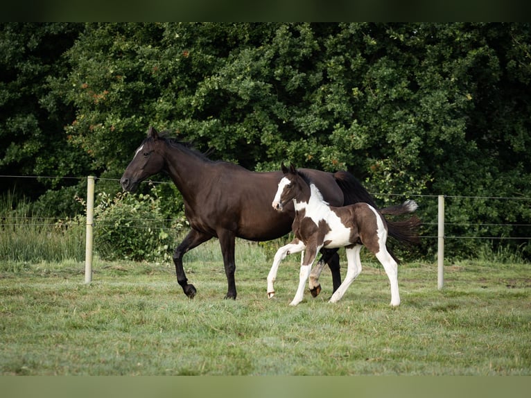 Oldenburg Stallone Puledri
 (05/2024) 170 cm Pezzato in Brake