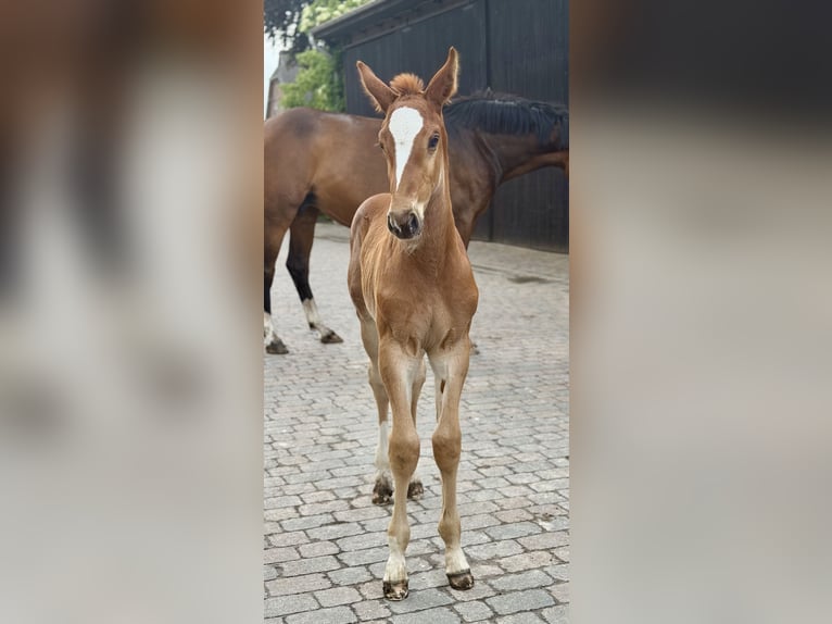 Oldenburg Stallone Puledri (05/2026) 170 cm Sauro in Berne