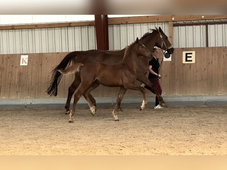 Oldenburg Stallone Puledri (05/2025) 170 cm Sauro in Berg