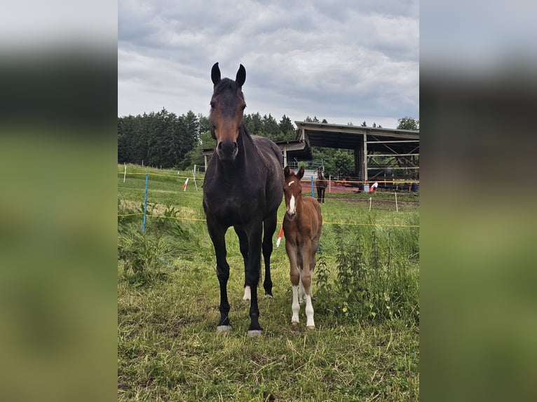 Oldenburg Stallone Puledri (05/2025) 170 cm Sauro scuro in Isny im Allg&#xE4;u