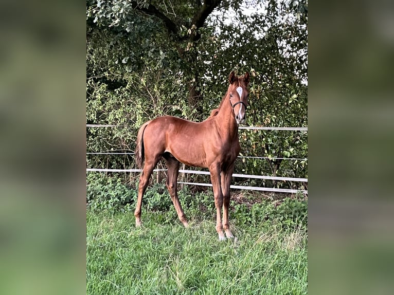 Oldenburg Stallone Puledri (03/2026) 170 cm Sauro scuro in Nordhorn