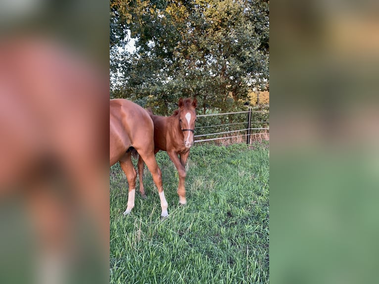 Oldenburg Stallone Puledri (03/2026) 170 cm Sauro scuro in Nordhorn