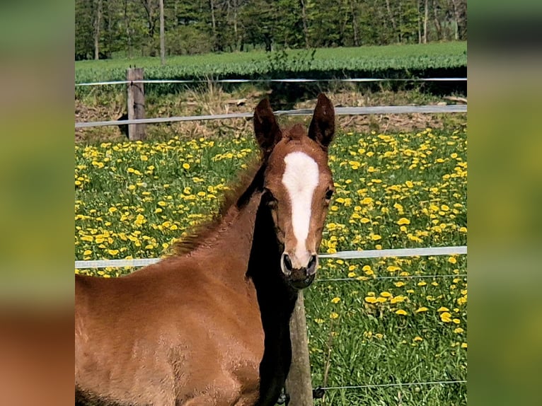 Oldenburg Stallone Puledri (04/2026) 170 cm Sauro scuro in Westerstede