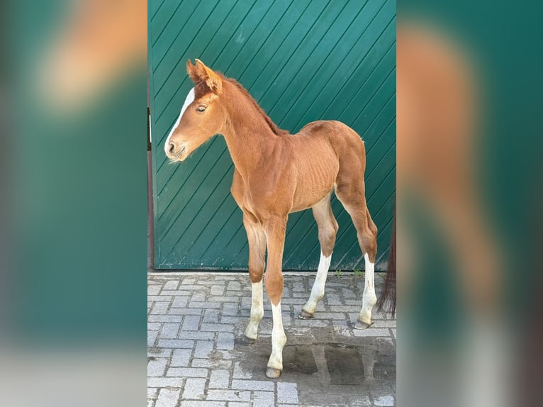 Oldenburg Stallone Puledri (05/2026) 170 cm Sauro scuro in Löningen