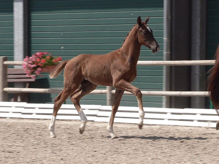 Oldenburg Stallone Puledri (05/2026) 170 cm Sauro scuro in Lohne (Oldenburg)