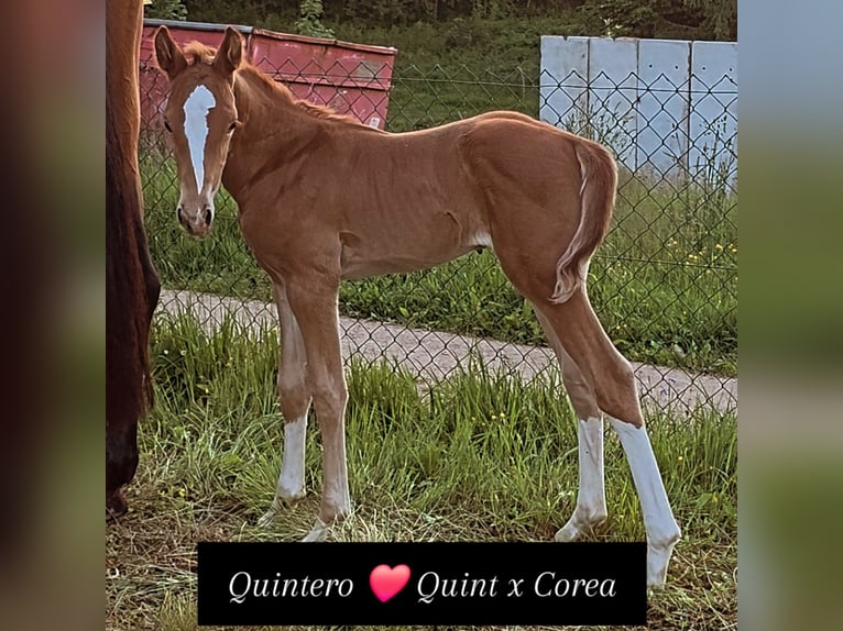 Oldenburg Stallone Puledri (06/2026) 170 cm Sauro scuro in Bockau