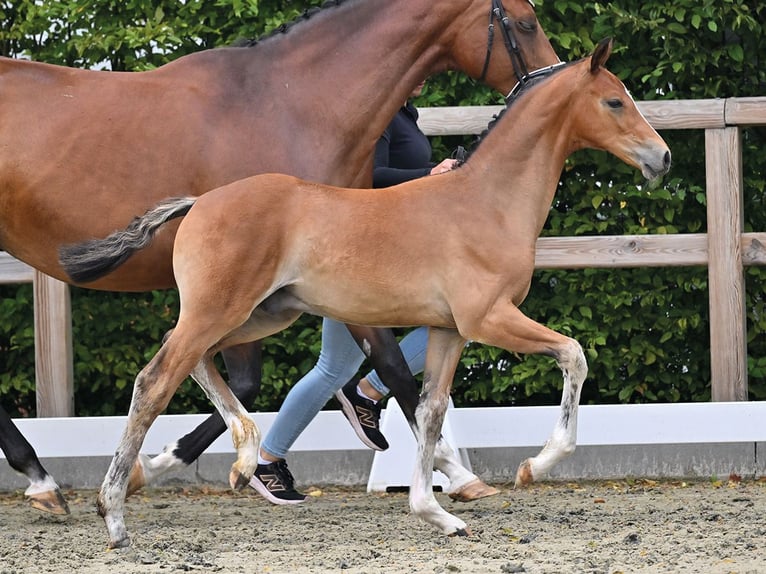 Oldenburg Stallone Puledri (04/2026) 172 cm Baio in Blunk