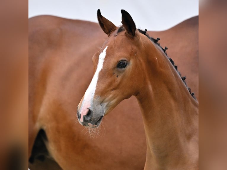 Oldenburg Stallone Puledri (04/2026) 172 cm Baio in Blunk