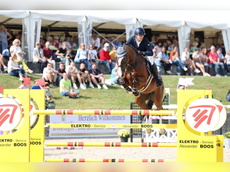 Oldenburg Stallone Puledri (06/2026) 172 cm Baio in Nienhagen