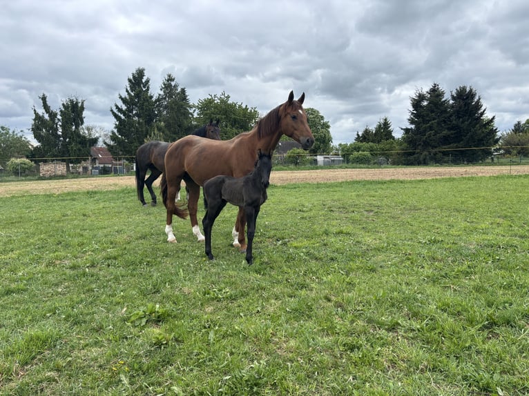 Oldenburg Stallone Puledri (05/2026) 172 cm Morello in Steinhöfel