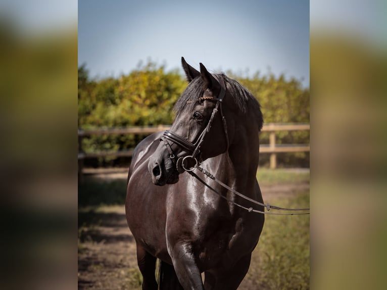 Oldenburg Stallone Puledri (04/2026) 172 cm Morello in Holdorf