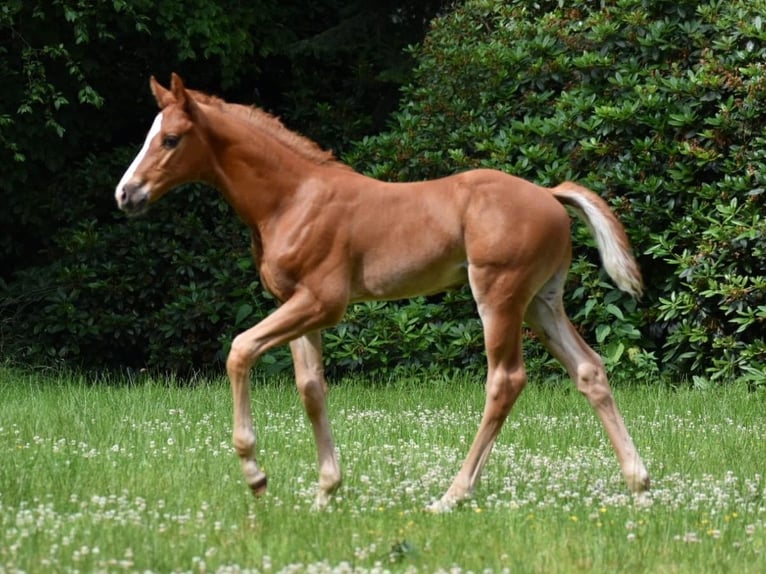 Oldenburg Stallone Puledri (04/2026) 172 cm Sauro in Edewecht