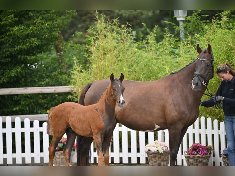Oldenburg Stallone Puledri (05/2026) 172 cm Sauro scuro in Blunk