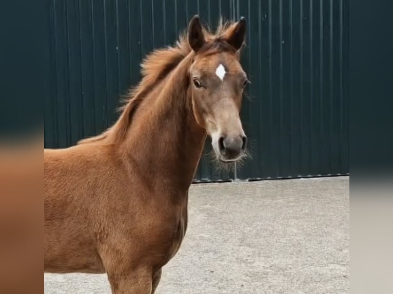 Oldenburg Stallone Puledri (04/2026) 172 cm Sauro scuro in Bösel