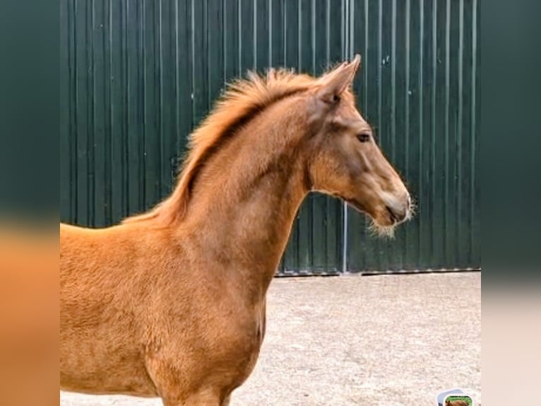 Oldenburg Stallone Puledri (04/2026) 172 cm Sauro scuro in Bösel