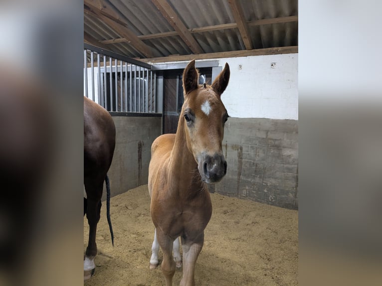 Oldenburg Stallone Puledri (04/2026) 172 cm Sauro scuro in Bösel