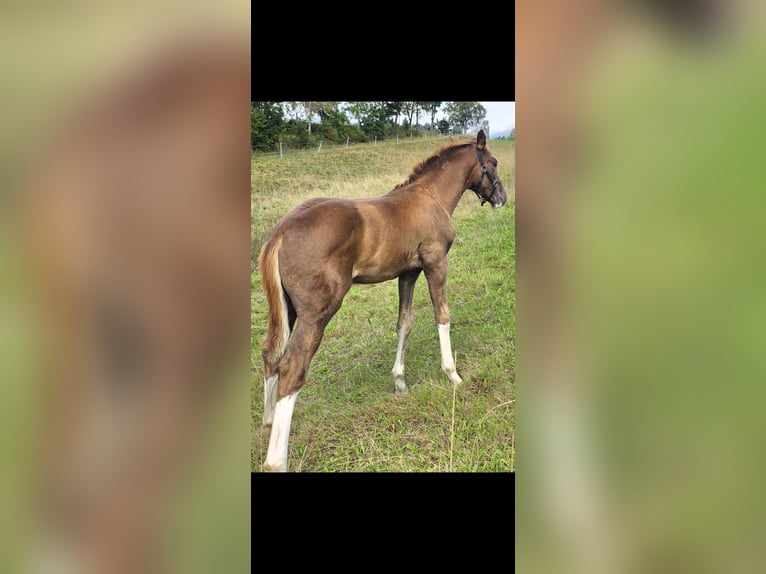 Oldenburg Stallone Puledri (06/2026) 172 cm Sauro scuro in Bockau