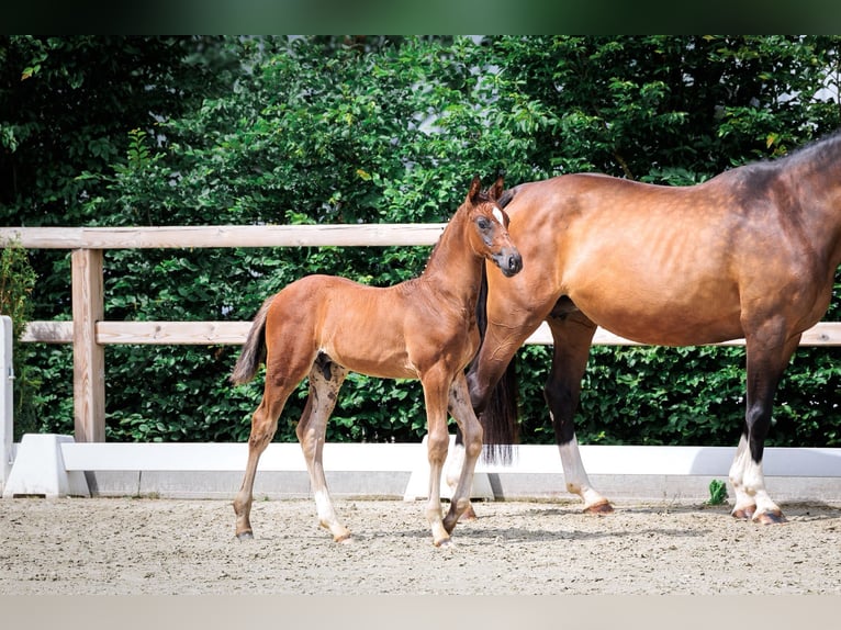 Oldenburg Stallone Puledri (05/2026) 173 cm Può diventare grigio in Holdorf