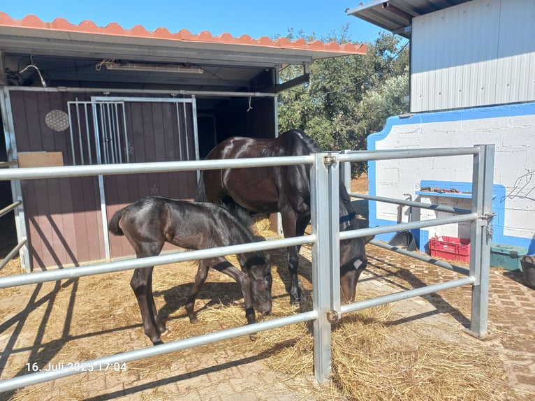 Oldenburg Stallone Puledri (06/2025) 90 cm in Ourique