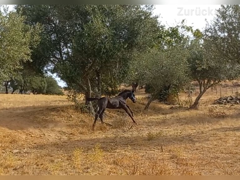Oldenburg Stallone Puledri (06/2025) 90 cm in Ourique