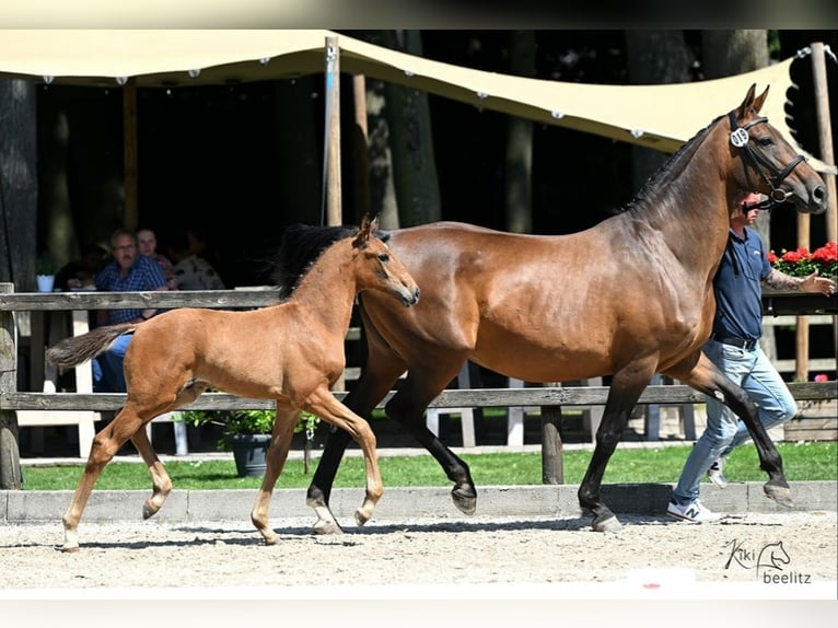 Oldenburg Stallone Puledri (04/2025) Baio in Bissendorf