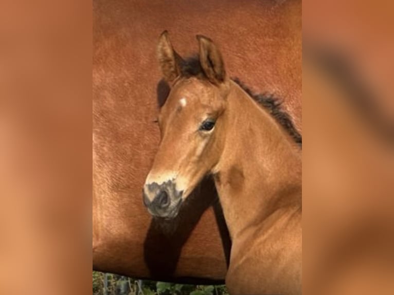 Oldenburg Stallone Puledri (05/2026) Baio in Werlte