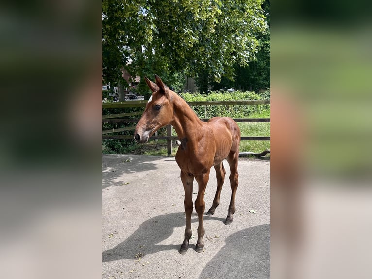 Oldenburg Stallone Puledri (06/2026) Baio in Saterland