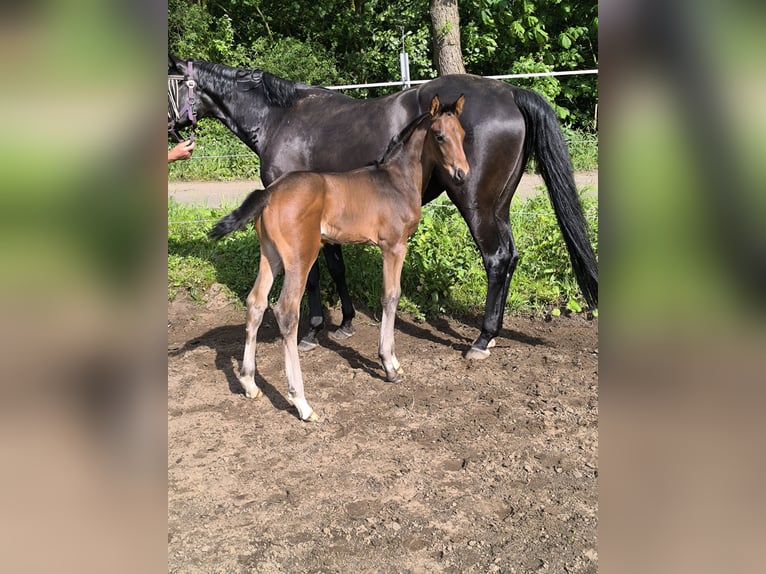 Oldenburg Stallone Puledri (05/2026) Baio in Menslage