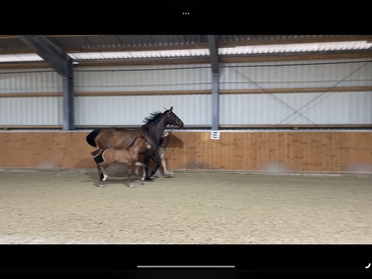Oldenburg Stallone Puledri (06/2025) Baio in Molbergen