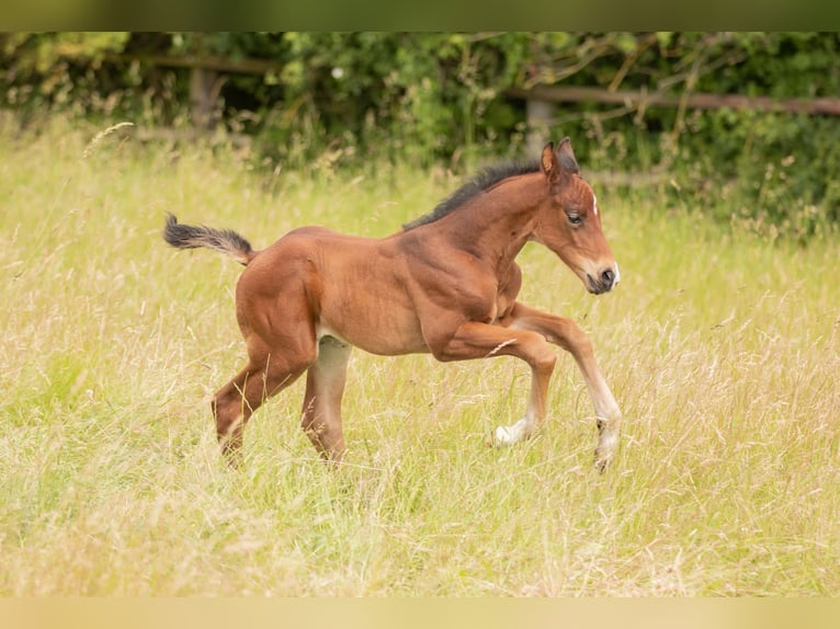 Oldenburg Stallone Puledri (05/2026) Baio in Rosdorf