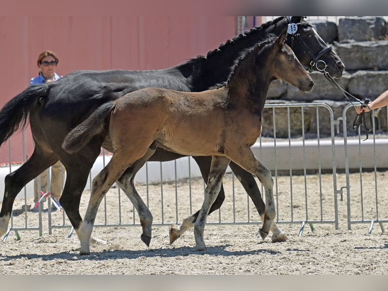 Oldenburg Stallone  Baio in Seeheim-Jugenheim