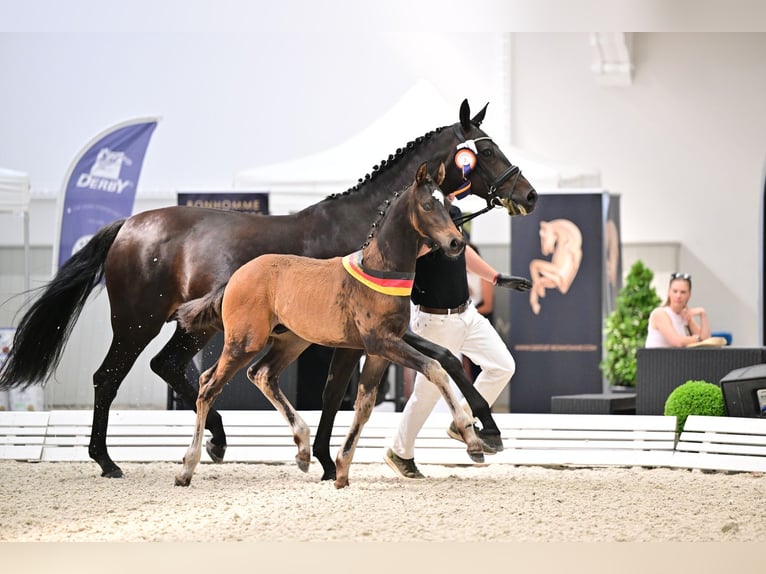 Oldenburg Stallone Puledri (04/2026) Baio in Zehlendorf
