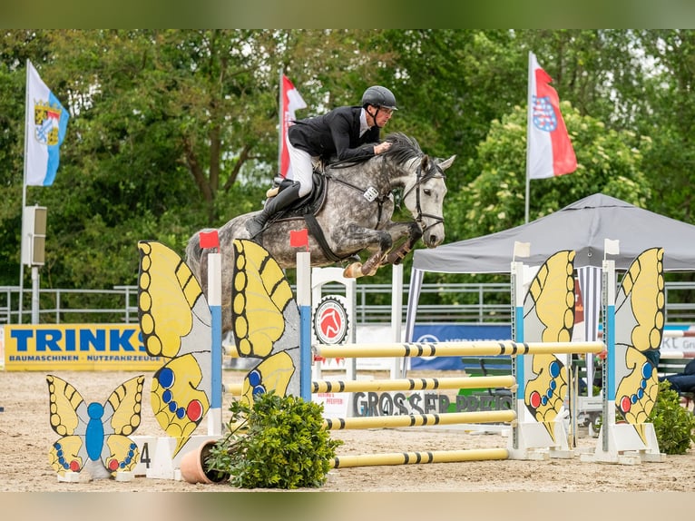 Oldenburg Stallone Puledri
 (03/2024) Baio in Bad Düben