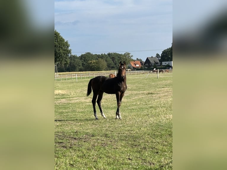 Oldenburg Stallone Puledri (04/2026) Baio in Versmold