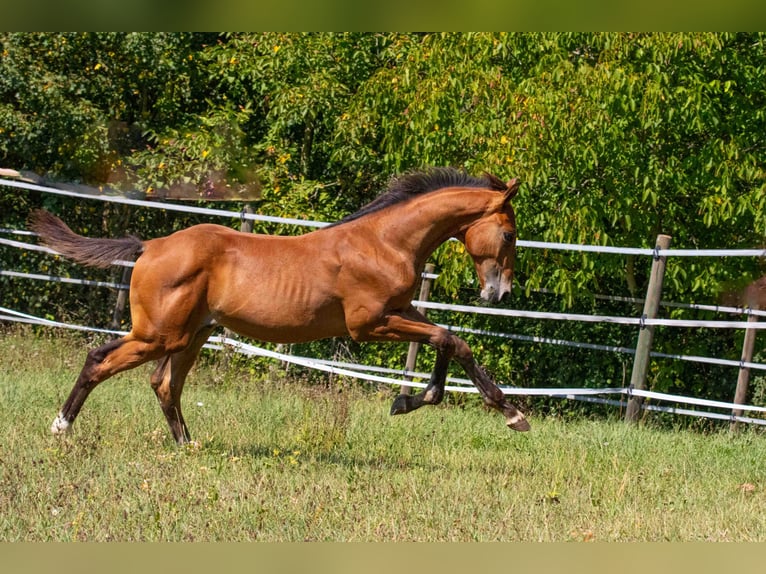 Oldenburg Stallone Puledri (04/2026) Baio in Entschendorf