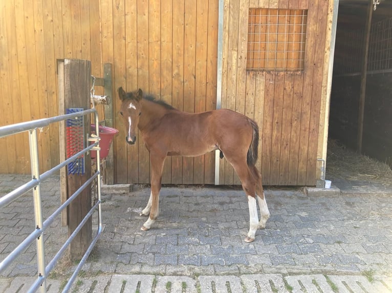 Oldenburg Stallone Puledri (05/2025) Baio in Essen (Oldenburg)