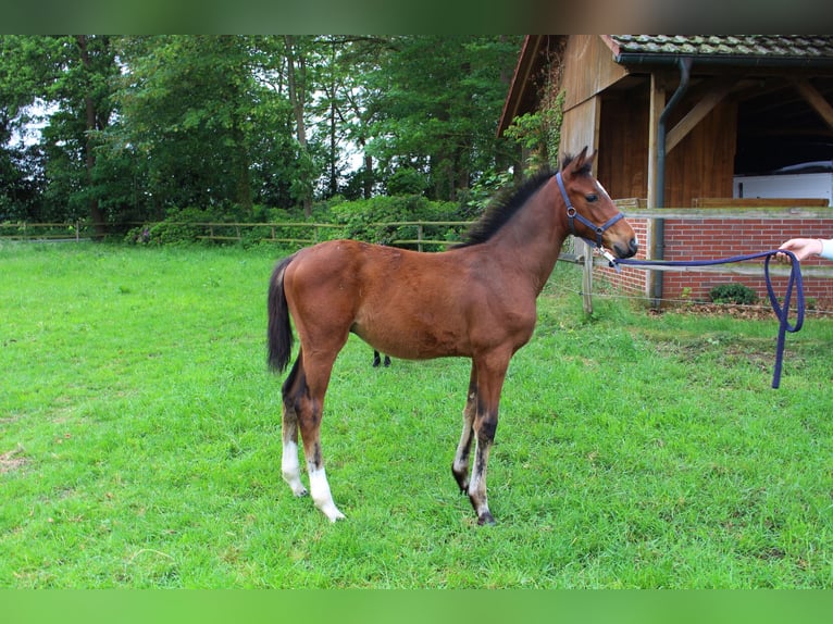 Oldenburg Stallone Puledri (05/2026) Baio in Garrel